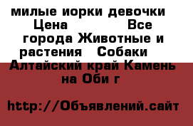 милые иорки девочки › Цена ­ 15 000 - Все города Животные и растения » Собаки   . Алтайский край,Камень-на-Оби г.